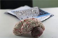 При болезни Паркинсона происходит гибель нейронов в черной субстанции головного мозга.