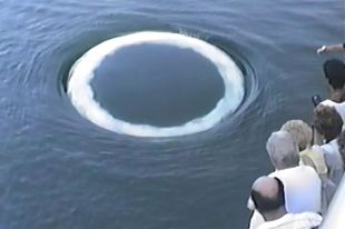 Способом коммуникации морские млекопитающие избрали гигантские кольца из пузырей.