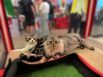 Шотландские кошки, но уже в другом окрасе.