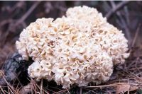 «Гриб-баран» занесен в Красную книгу с охранным статусом IV.