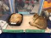 Шотландская вислоухая кошка (скоттиш-фолд) и шотландская прямоухая (скоттиш-страйт) спят на выставке.