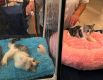 Шотландские котята играют, пока заводчик рассказывает об их породе посетителям выставки.