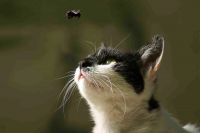 Охотничьи инстинкты трудно обуздать…