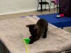 Котёнок играет во время выставки.