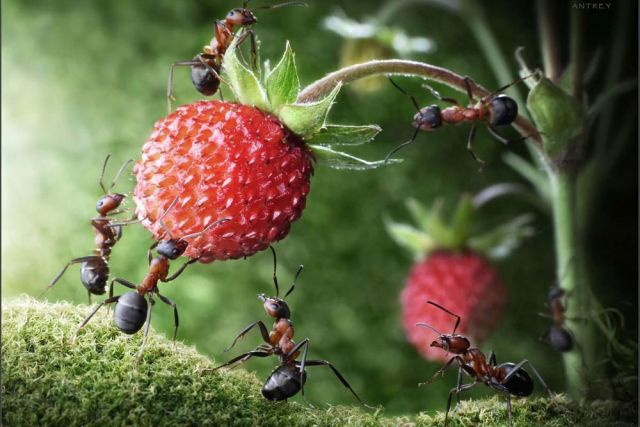 Муравьи, как оказалось, играют огромную роль не только в природе: они помогают ученым в поиске средств борьбы с раком. 