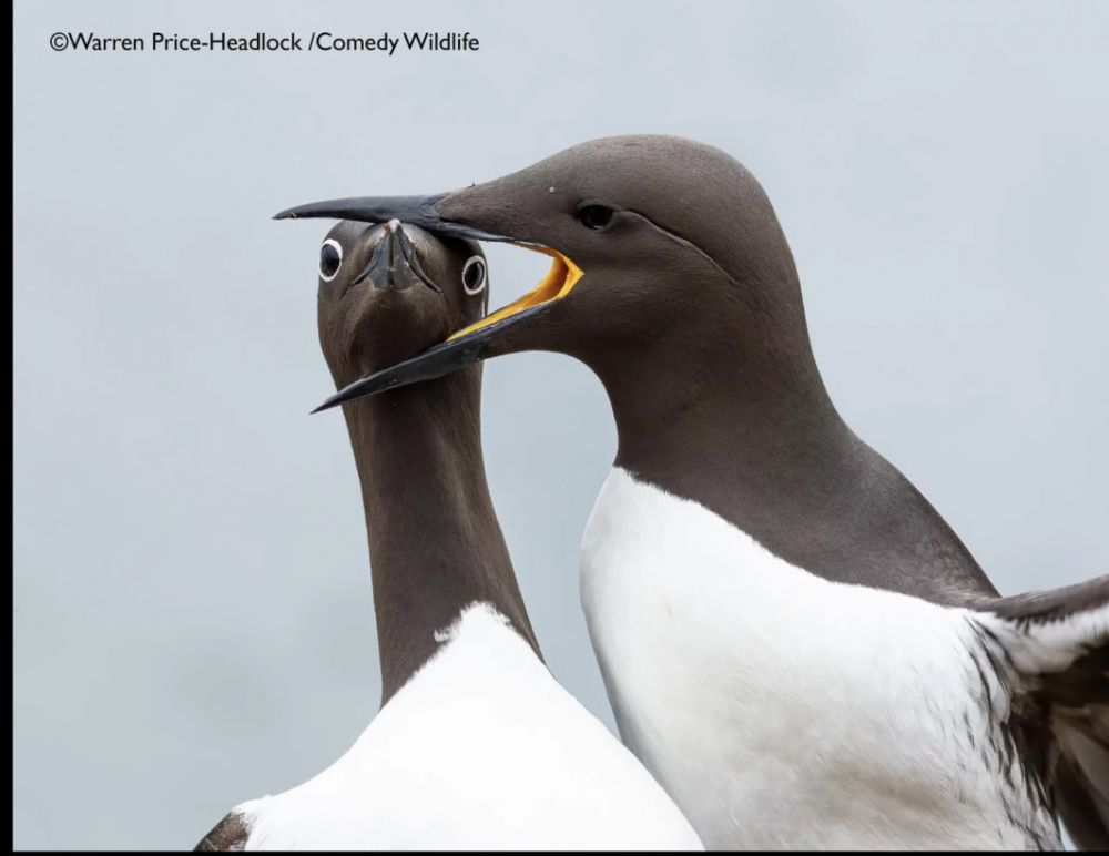 Уоррен Прайс с кадром «Хедлок».