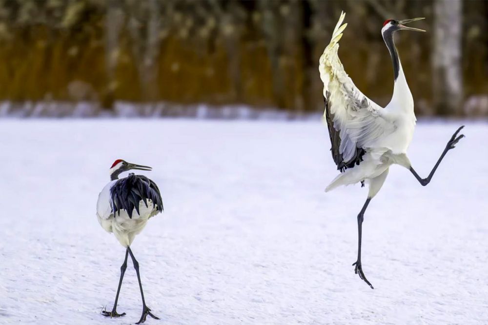 Дэвид Райс «Боже, он снова за своё!»