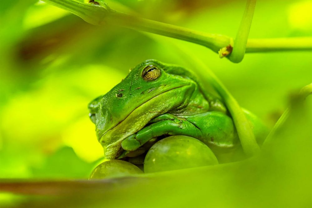 Беате Аммер представила работу под названием «Лягушачий принц виноградной лозы».