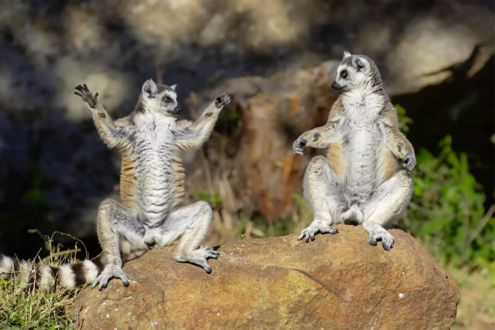 Работа Андрея Гилева «Добро пожаловать на курс йоги для лемуров!»