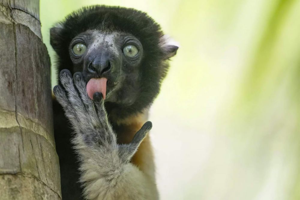 Работа Лилианы Лука «Пальчики оближешь».