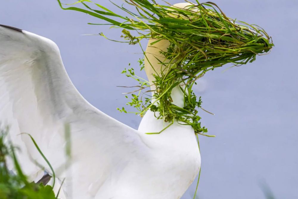 Элисон Так назвал свой кадр: «В каком направлении моё гнездо?»