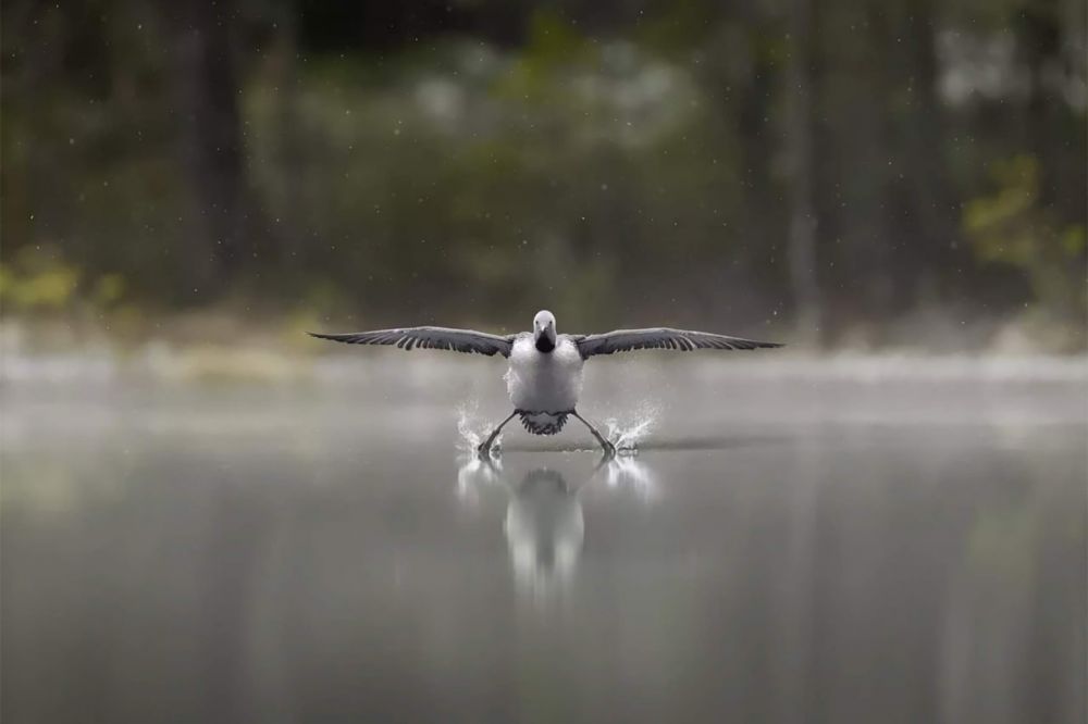 Эркко Бадерманн представил работу «Шасси выпущены».