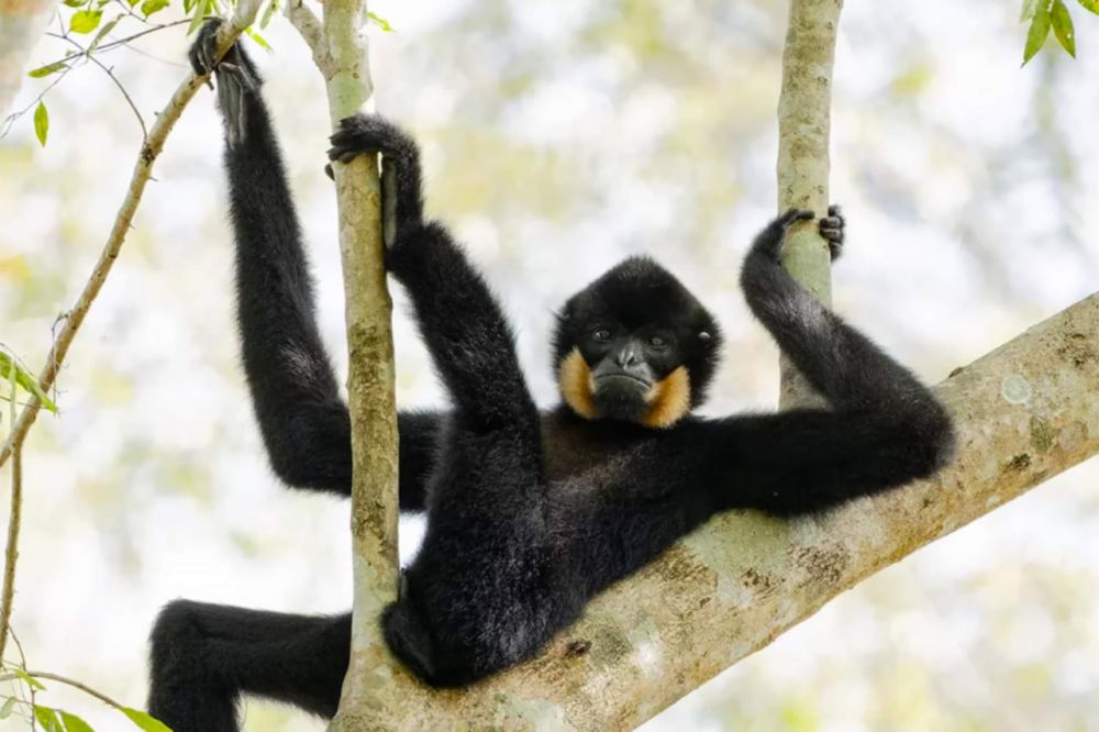 Фотограф Диана Ребман со снимком «Отдых на деревьях».
