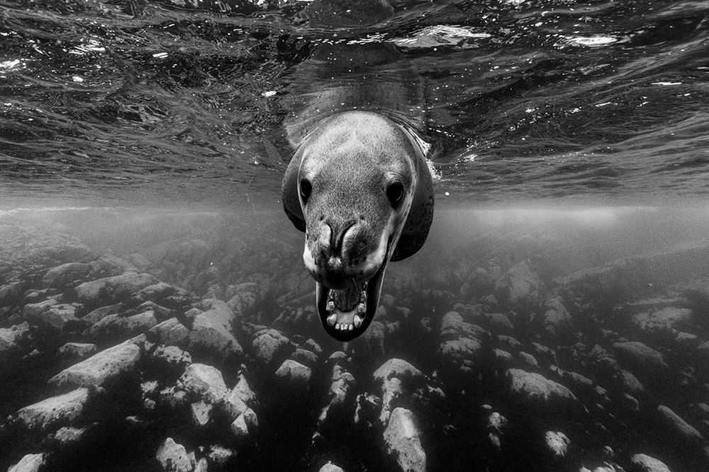 Фотография, взявшая 1-е место в категории «Дикая природа. Профессионалы». 