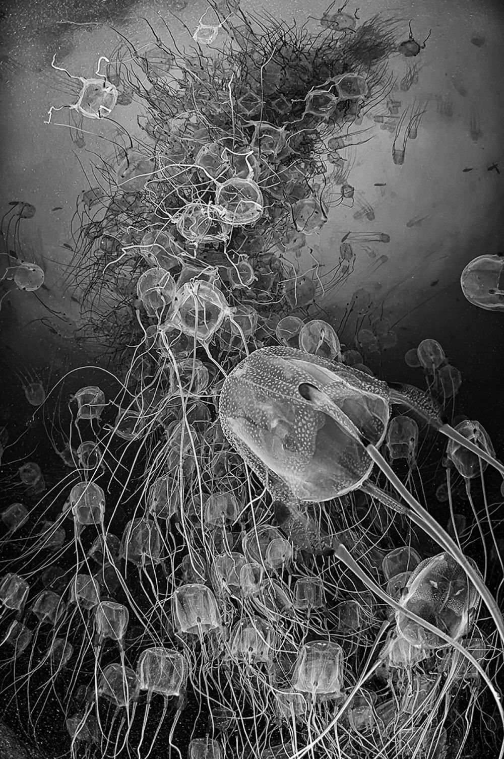 Фотография «Торнадо из щупальцев» - 1-е место в категории «Природа. Профессионалы». 