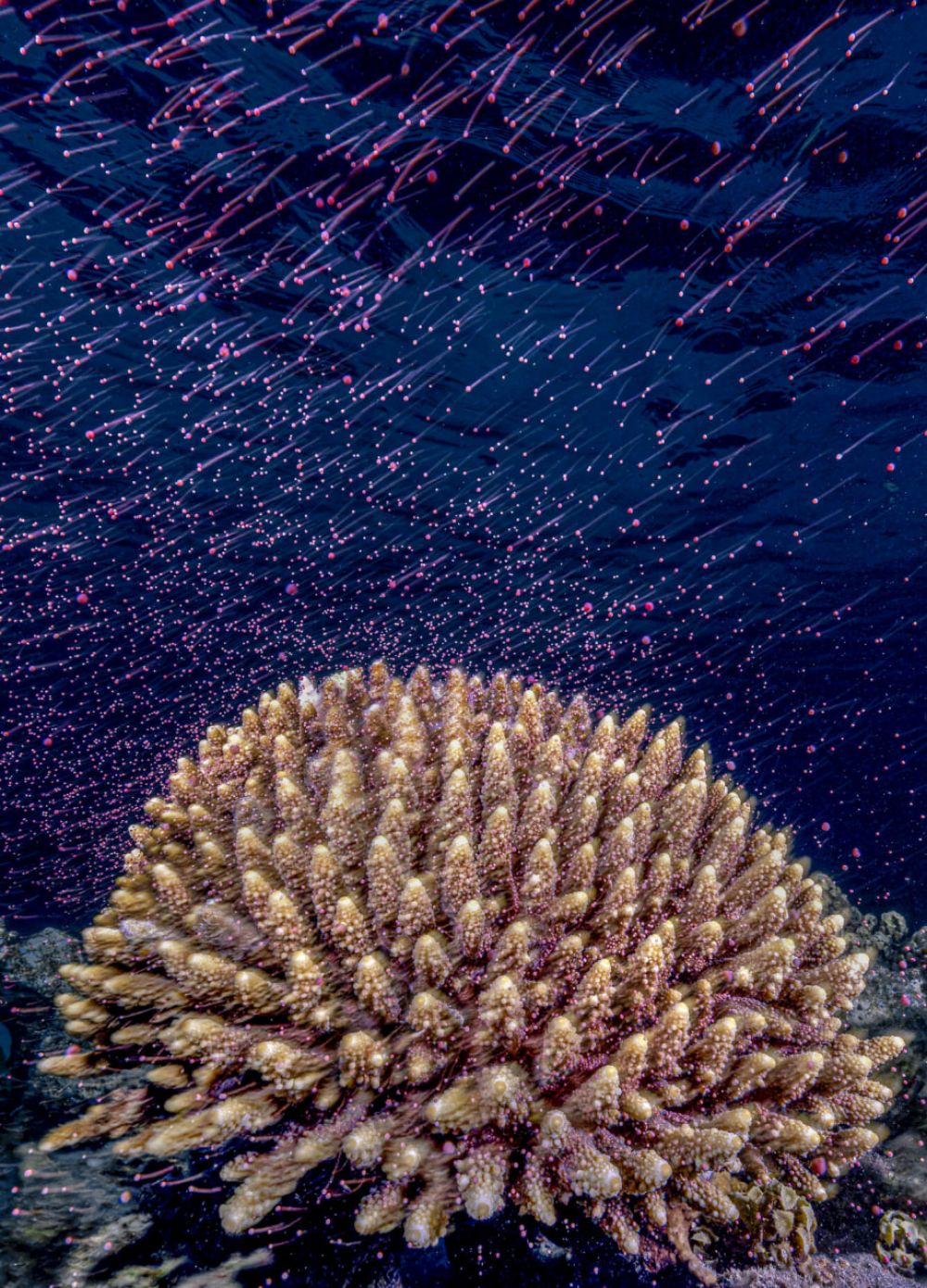 Победителем в номинации «Коралловые рифы» стал кадр Тома Шлезингера (Израиль). Кораллы, размножающиеся всего раз в году, делают запечатление этого мимолетного события невероятно сложным. Используя медленную выдержку, автор превратил танец волн и плавучих пучков в зрелище, напоминающее метеоритный дождь под водой.