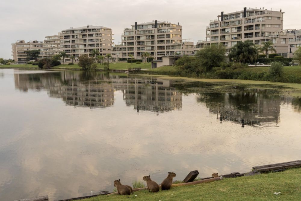 Дикая природа (2 место): Анита Пушар Серра. Район Нордельте (Буэнос-Айрес) построен на осушенных водно-болотных угодьях, и природа вернула долги: за три года популяция капибар здесь выросла до 1000 особей. Они плавают в бассейнах, гибнут под колёсами авто и делят жителей района на два лагеря: за права животных и против.