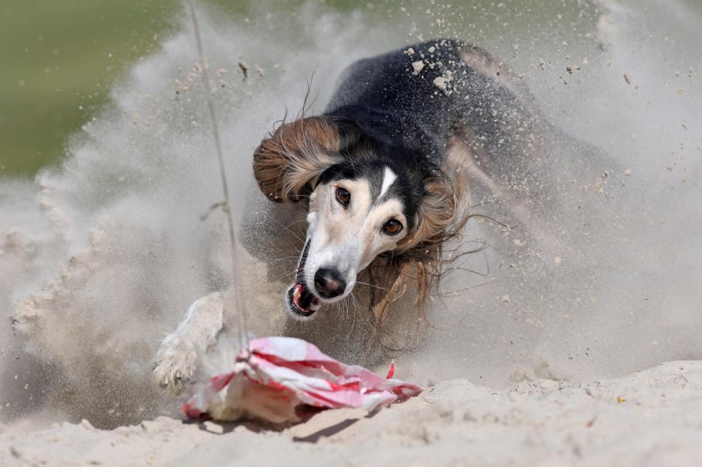 Спорт (3 место): Роб Ван Тиенен. Многие собаки в серии - бывшие гоночные. Даже после карьеры им нужно бежать и гнаться, поэтому владельцы водят их на частные тренировки, где по проводу скользит фальшивый заяц. В конце - мягкая песочница и момент триумфа. Ван Тиенен снимает их не как спортсменов, а как добрых существ, для которых погоня - это счастье, а не работа.