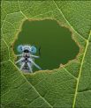 «Окно природы» — фотограф Ли Фрост.